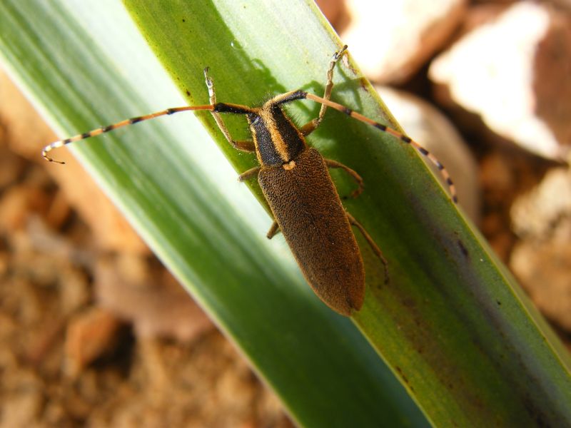 Agapanthia asphodeli cagliaritana